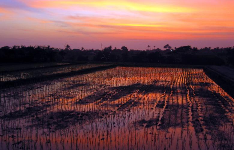 Spectacular sunsets over rice fields in Canggu. Image by Catriona Ward on Flickr.