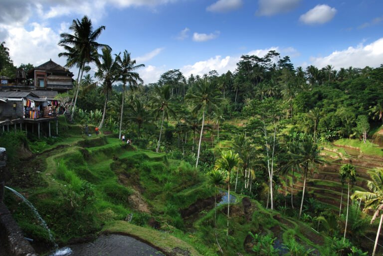 Bali_–_Rice_terrace