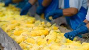 Workers inspecting corn on a food processing line following food regulation in Indonesia.